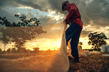 Farmers hands collect rice that has been dried until it is scooped into sacks Under Gorgeous Sunset...