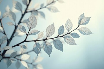 Shimmering silver birch leaves isolated on white, delicate, silver birch