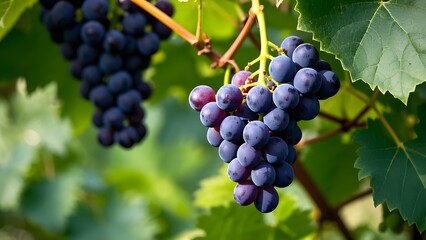 Fototapeta premium Red ripe grapes on the vine.