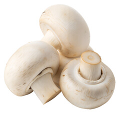 Awesome and clear Close-up of three fresh white mushrooms against a black background.