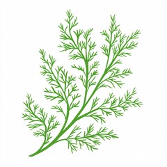 Obraz premium Fresh Aromatic Dill Sprig Isolated on Crisp White Background