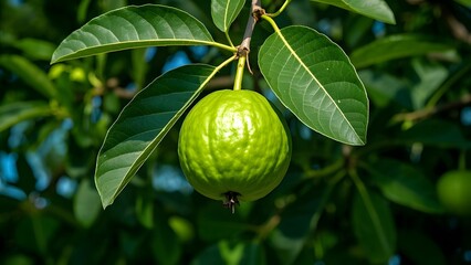 Thai guava hanging on the tree.