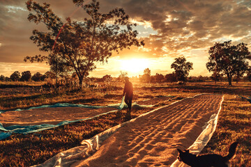 Farmers hands collect rice that has been dried until it is scooped into sacks Under Gorgeous Sunset in Rural Countryside. Labor working industry sunset.