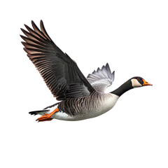 Alert goose gliding over a r isolated on transparent background