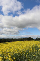 Obraz premium yellow field and blue sky