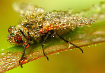 A close-up of a fly resting on a green leaf, covered in dewdrops, shows intricate details of its compound eyes and delicate legs. The dewdrops create a shimmering effect.