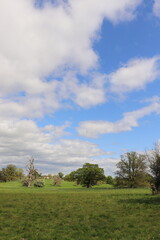 Yellow canola flowers in the UK
