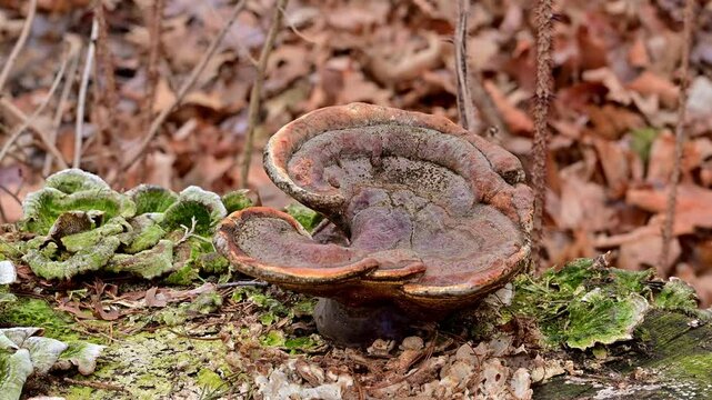 Saprotrophic and saprophytic tree fungi tinder fungi on an old rotten stump in the forest in New Jersey