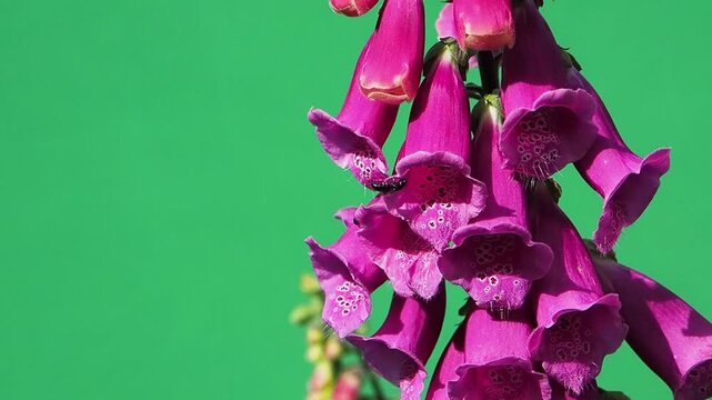 digitalis purpurea flowers on a green screen, slow motion
