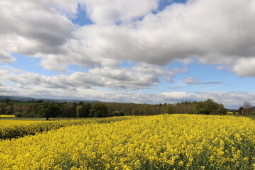 Obraz premium Yellow canola flowers in the UK