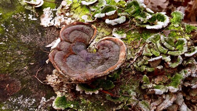 Saprotrophic and saprophytic tree fungi tinder fungi on an old rotten stump in the forest in New Jersey