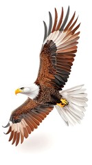 Obraz premium Majestic Eagle Soaring for White Background.