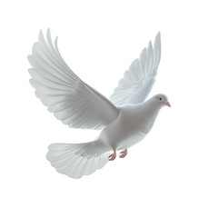 White dove in flight, full-body view on Png Format and Transparent Background
