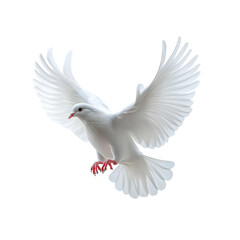 Fototapeta premium White dove in flight, full-body view on Png Format and Transparent Background