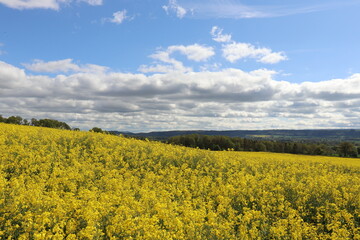 Fototapeta premium Yellow canola flowers in the UK