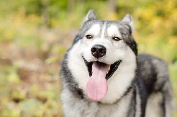 Obraz premium Siberian husky with mouth open and tongue out enjoys serene forest clearing. Soft sunlight highlights grey and white fur. Blurry foliage forms vibrant backdrop