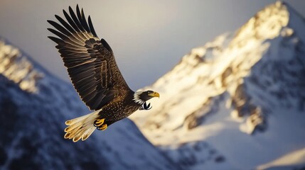 Obraz premium : Majestic eagle soaring over snow-capped mountains.
