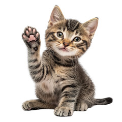 Fototapeta premium British shorthair cat on transparent background, PNG. Clipart template.