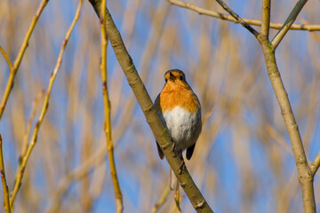 robin perching on a twig and singing on a sunny spring day close-up
