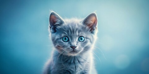 Fototapeta premium Minimalist Blue-Grey Kitten: Soft Focus Portrait Photography