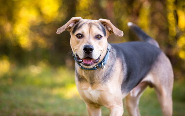 A mixed breed dog with a happy expression