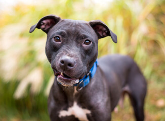 A Pit Bull Terrier mixed breed dog making a funny face