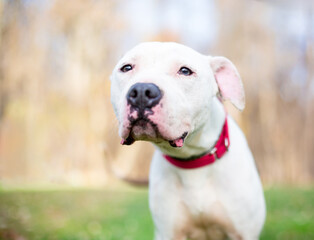 A Pit Bull Terrier mixed breed dog with a sad or worried expression