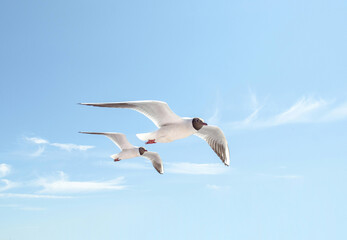 Two gulls glide effortlessly against bright blue sky. Sunlight highlights their white feathers as they fly in harmony. Soft clouds add serenity to scene