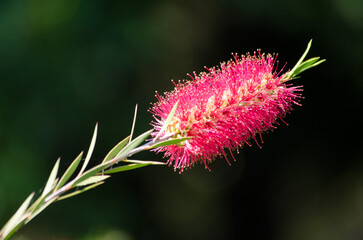 Close-up of pink bottlebrush flower against dark green blurred background, showcasing vivid colors. Sunlight highlights delicate textures, creating contrast. Side angle captures natural elegance