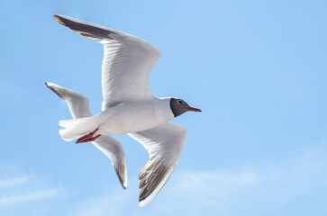 Majestic seagull in flight captured against brilliant blue sky. Sunlight highlights white feathers and contrast of gray head and red beak. Clear day enhances serene atmosphere