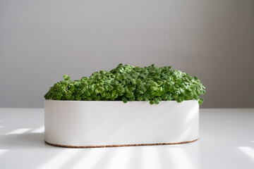 freshly grown greens in a white pot