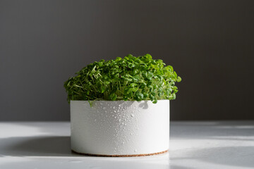 freshly grown greens in a white pot