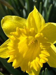 bright yellow daffodil in a spring garden, xeriscape, close up