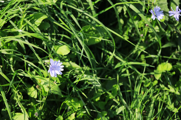 Beautiful Blue Wildflowers Amid Lush Green Grass in a Sunlit Meadow
