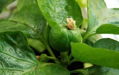 Pepper yellow sweet flowering