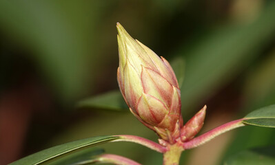 Rhododendron flowers during the flowering period in spring