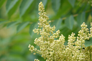 Plant Staghorn sumac, downy sumac, vinegar tree, short-haired sumac