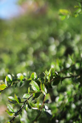 Fresh Green Foliage Close-Up with Sunlight Background Bokeh