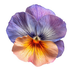 Naklejka premium midjourney1 neo fighter A Enchanting Pansy Petal isolated on transparent background
