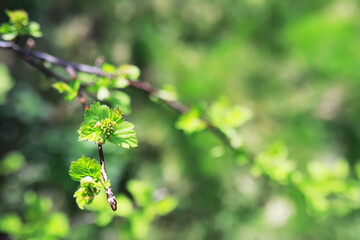 Close-Up of Fresh Green Leaves on a Tree Branch in Spring Sunshine