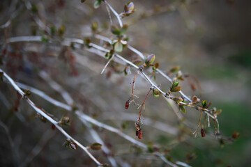 Spring Budding Branches of a Shrub - New Growth and Natural Beauty in Close-Up