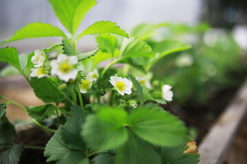 Close-Up of Blooming Strawberry Plants in Garden Bed with Fresh Green Leaves and White Flowers