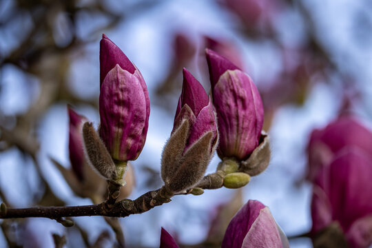 "Magnolia Buds" Images – Browse 270 Stock Photos, Vectors, and Video ...