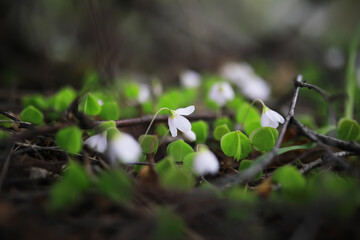 Delicate White Flowers Amidst Green Leaves in a Natural Forest Setting