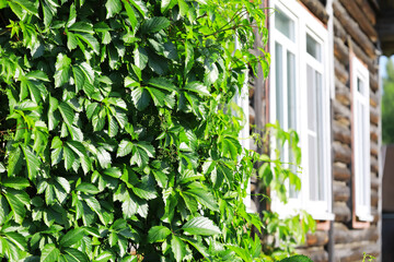 Close-Up of Lush Green Foliage on Wooden House in Sunlight
