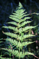 Dryopteris carthusiana fern grows in the wild