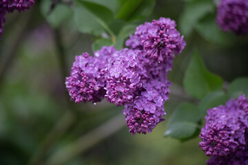 Close-Up of Purple Lilac Blossoms with Dew on Green Foliage
