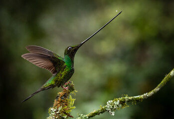 Sword-billed hummingbird in the mountains of Ecuador © Gera