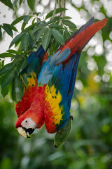 Scarlet macaw in the jungles of southern of México