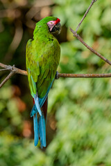 Military macaw in the lowlands of Michocán, México